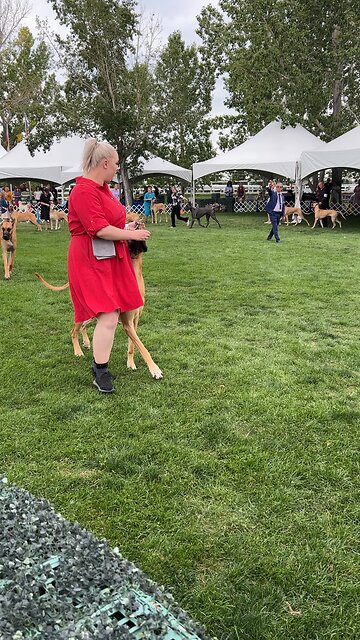 Great Danes Alberta Kennel Club Spruce Meadows