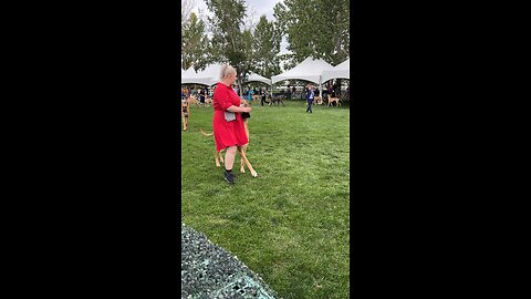 Great Danes Alberta Kennel Club Spruce Meadows