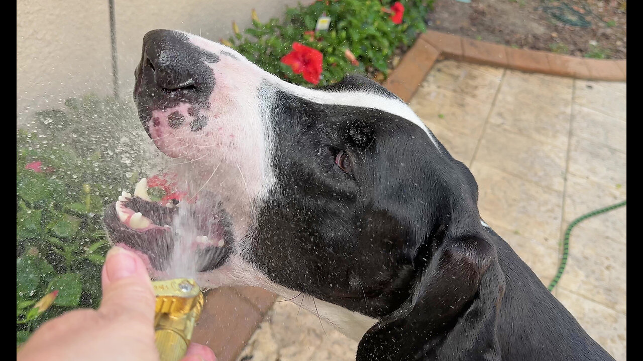 Funny Great Dane Loves To Help Water The Plants & The Pool