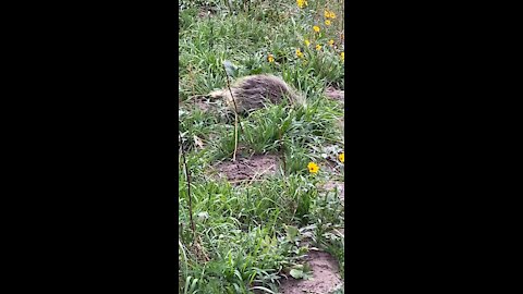 Daisy vs porcupine