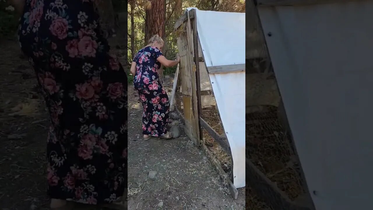 #ducks #geese #homestead #farm #shorts