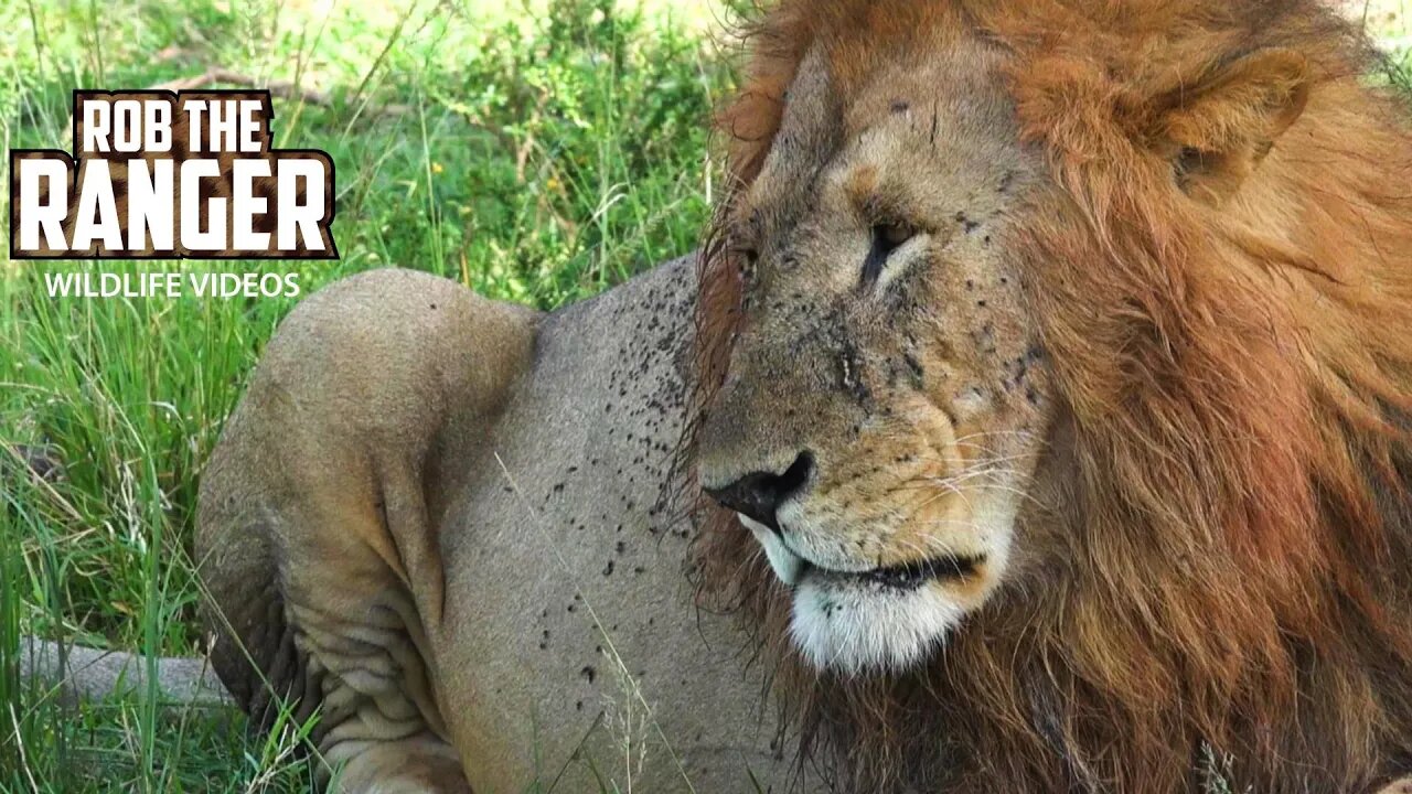 Lions, Elephants, Lioness Stalks Zebra, Half-Eaten Hippo | Maasai Mara Safari | Zebra Plains