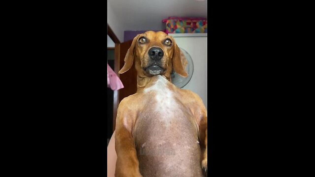 Funniest Animals 😄 New Funny Cats and Dogs Videos 😹🐶- part 2