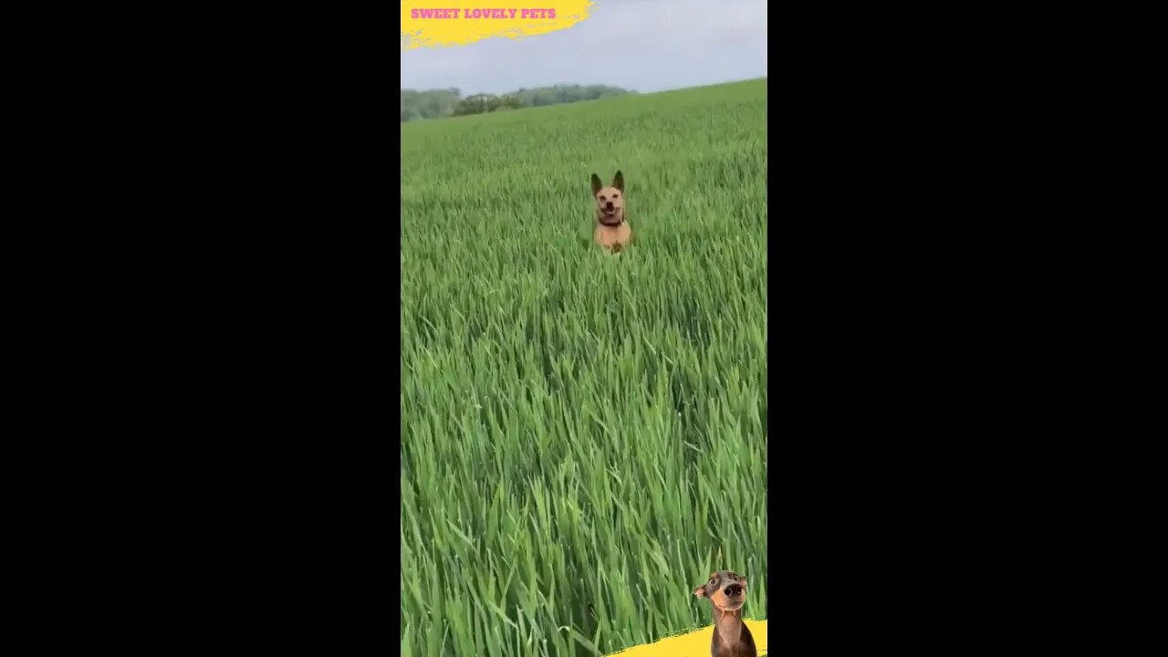 Look 😃 Funny Jumping Dog 🐕 #Shorts