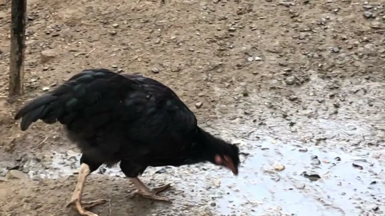 Beautiful black cockerel scratching free range 16 weeks old