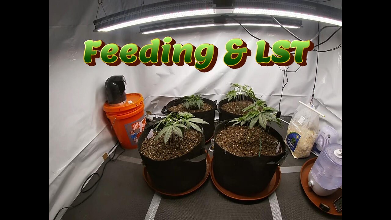 Week 6 Photoperiod Grow (Feeding & LST)