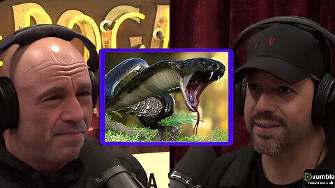 Blaine's Death-Defying Feat with Venomous Cobras Joe Rogan Experience