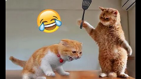 funny videos