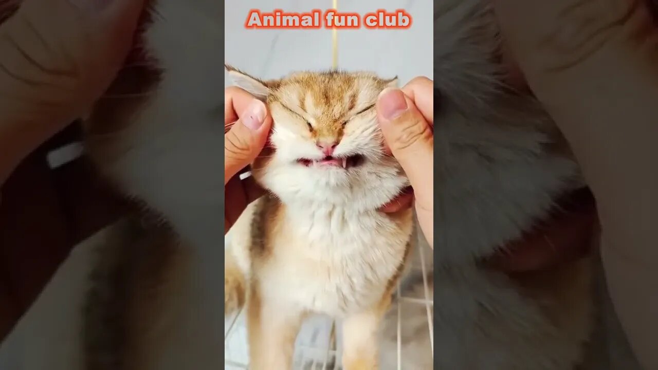 Funny Cats 😹 - Don't try to hold back Laughter 😂 - Funny Cats # 00021 😻