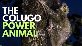 Colugo Power Animal