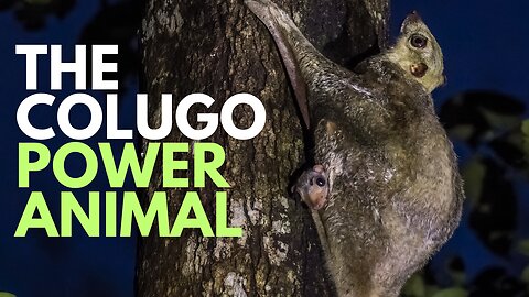 Colugo Power Animal