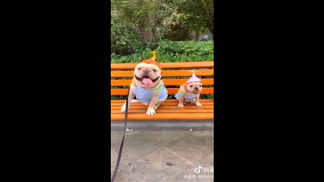 Funny_dog_videos😂_|_pet_animal_|_Flying_dog This Is Real problem