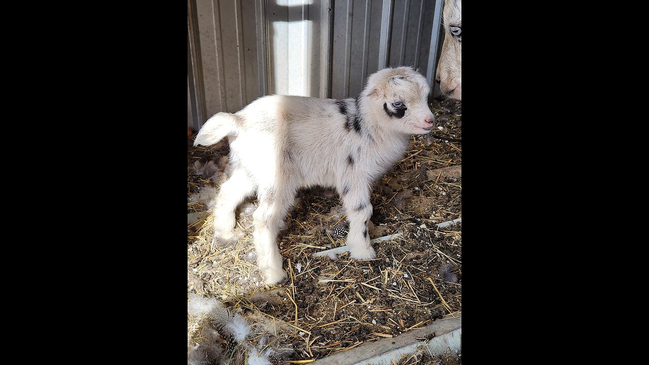 Funny goat baby with Mom