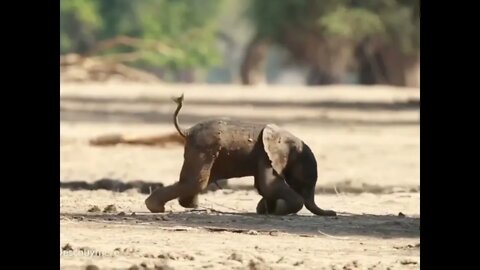 First Tentative Steps - Baby Elephant