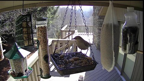 live stream bird feeder
