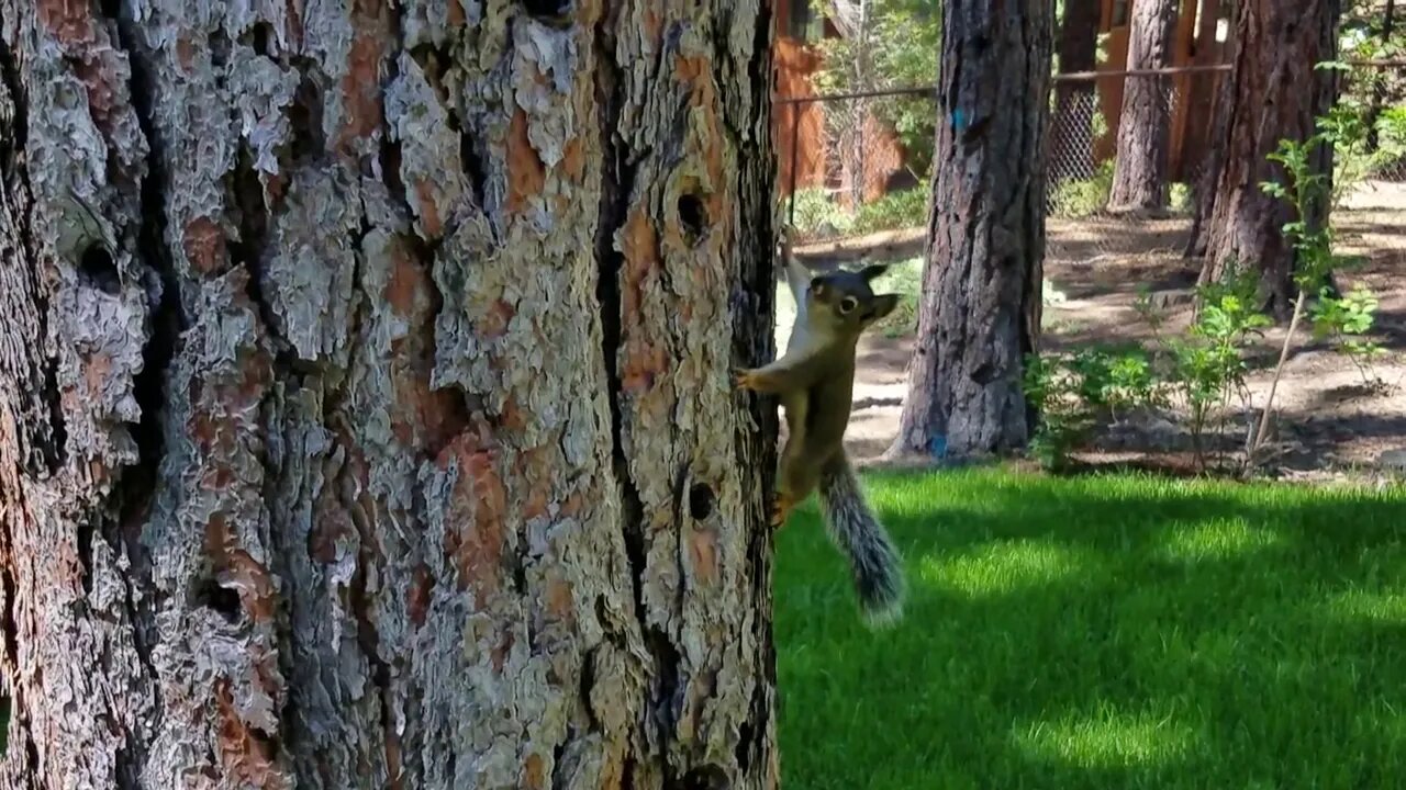 Sierra Jack Russell Terrier and a squirrel