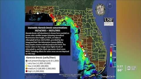 Red Tide still present along Tampa Bay area coasts