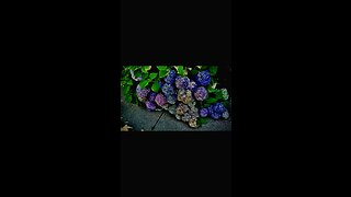 Beautiful Summer Flowers