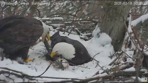 Hays Eagles Mom brings in log throws it on Dad s back 2021 02 18 1235PM