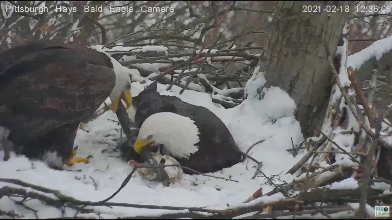 Hays Eagles Mom brings in log throws it on Dad s back 2021 02 18 1235PM