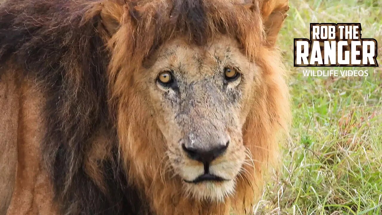 Old Lion Lolparpit Shared A Buffalo With Fig Tree Young Males | Maasai Mara Safari | Zebra Plains