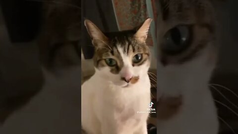 "Yeah, we could do dinner"
