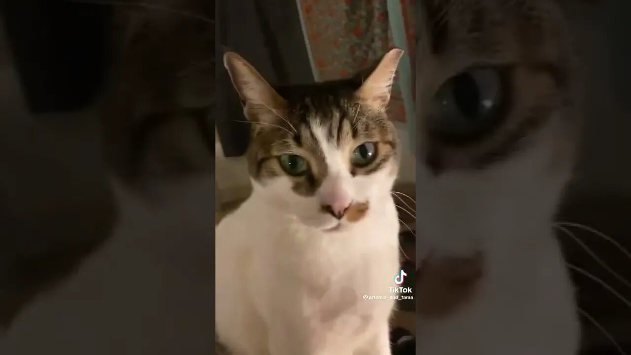 "Yeah, we could do dinner"