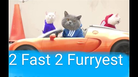 2 Fast 2Furryest