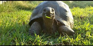 Young Aldabra grazing