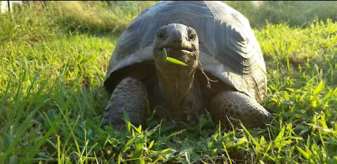 Young Aldabra grazing