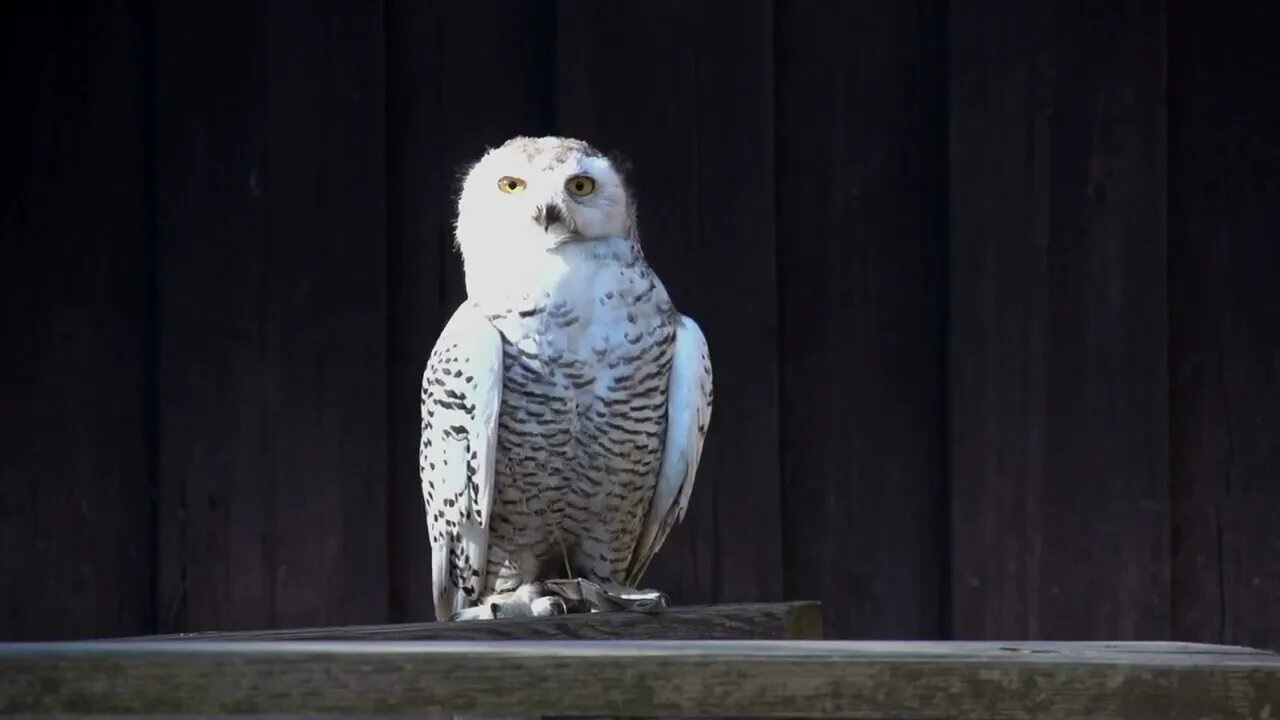 Wildlife Animal Scene of Hawk Eagle Bird Hunting Raptor Predator