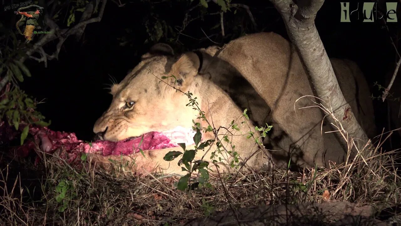 Daughters Of The Mapogo Lions - Rebuilding The Othawa Pride - 72: Feeding At Night