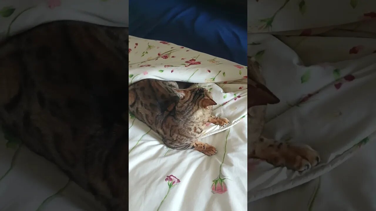 Don't make the bed, I'm comfortable!