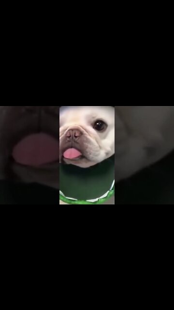 Amigo Pet Animais Engraçados Funny Animals Channel #gato#cachorros#animais #cats#dogs#shorts