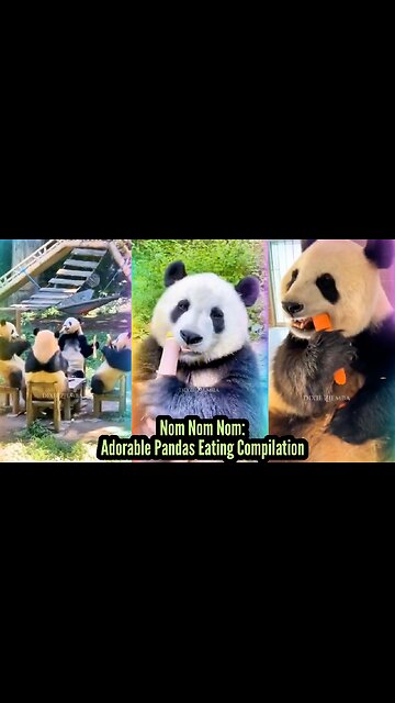 Nom Nom Nom: Adorable Pandas Eating Compilation