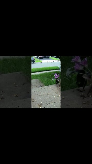 The Canadian Geese Walk Down The Street In A Line #Shorts 🌸