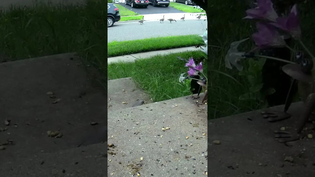 The Canadian Geese Walk Down The Street In A Line #Shorts 🌸