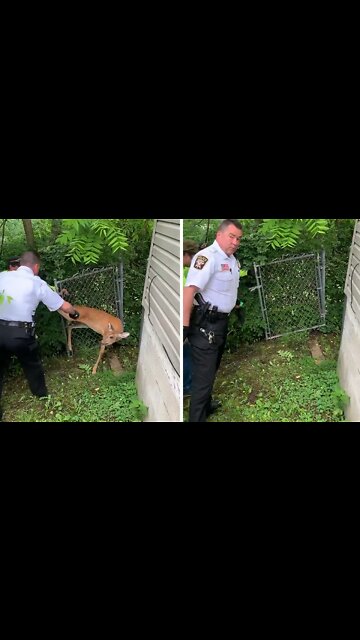 Police rescue deer stuck in a fence