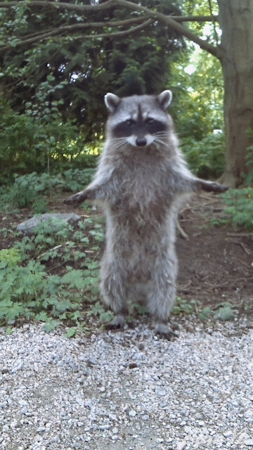 Racoon Saying Hi