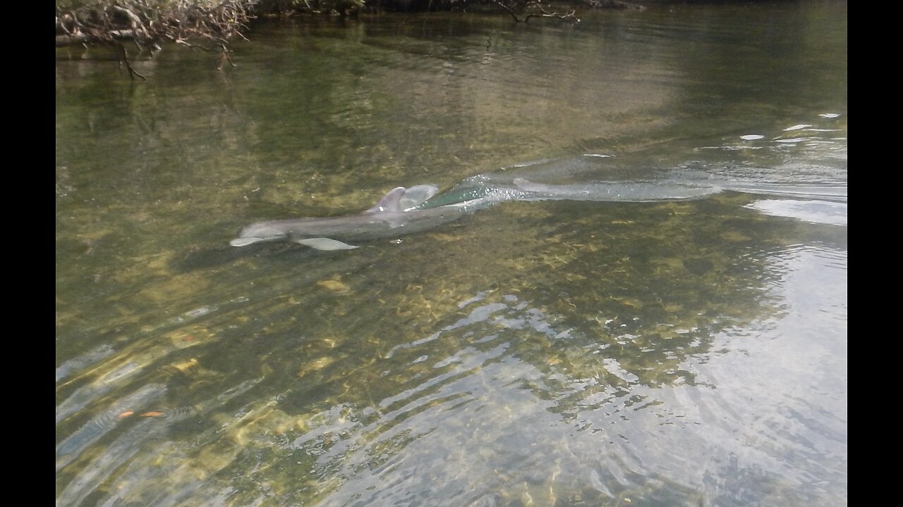 Dolphin Fun from a Paddleboard