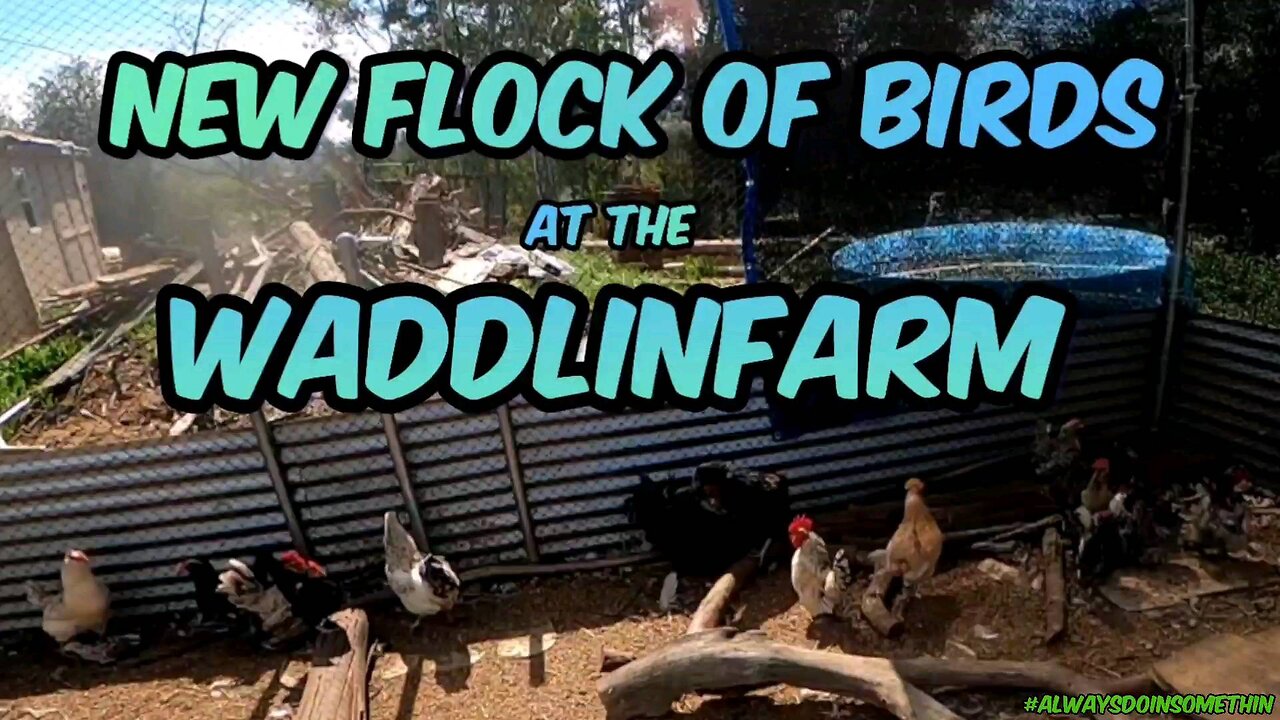 New Flock