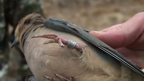 Opening Weekend Dove Hunt in Illinois