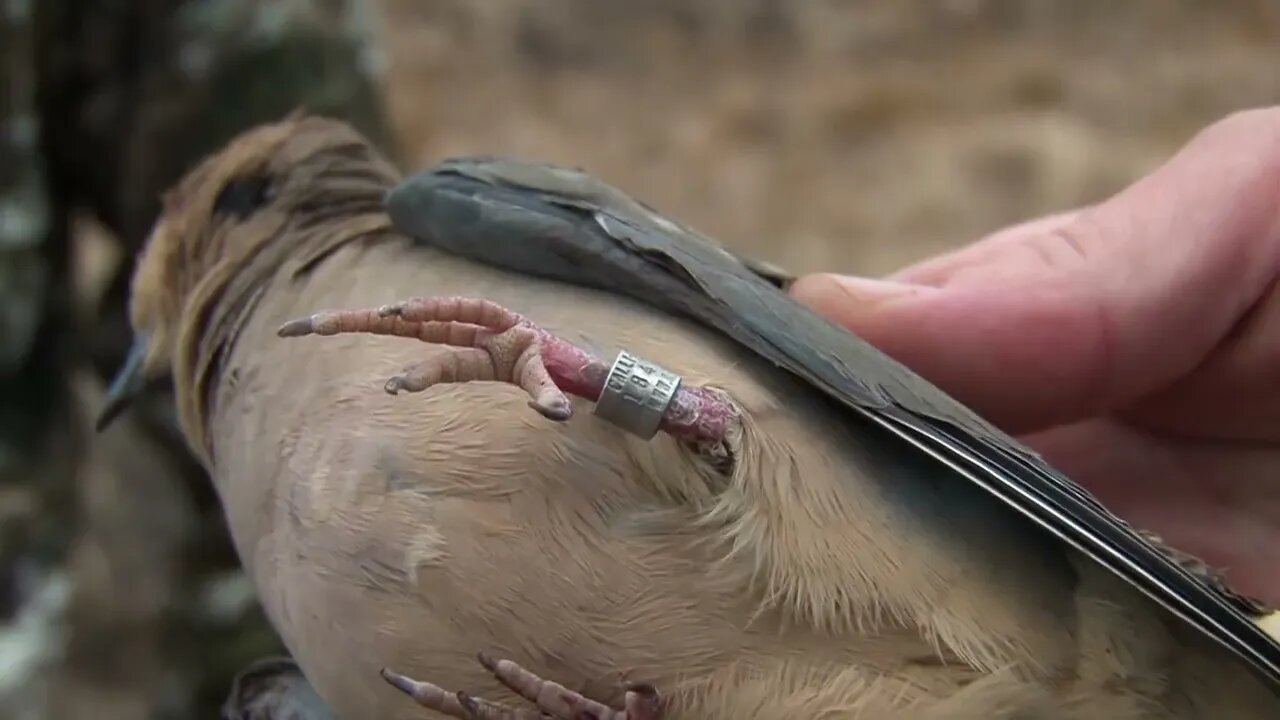 Opening Weekend Dove Hunt in Illinois