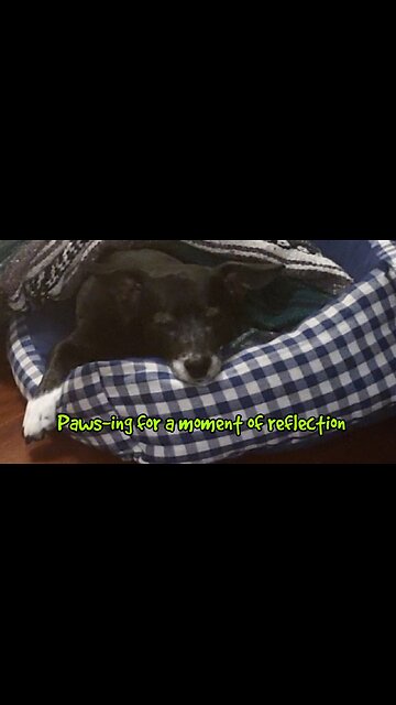 Paws-ing for a moment of reflection