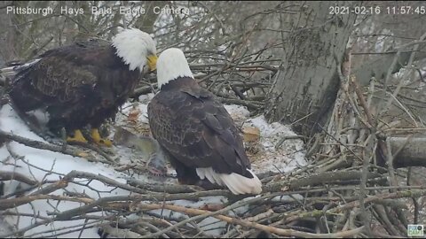 Hays Eagles Dad brings in a Huge catfish for Mom s lunch 2021 02 16 11:57AM