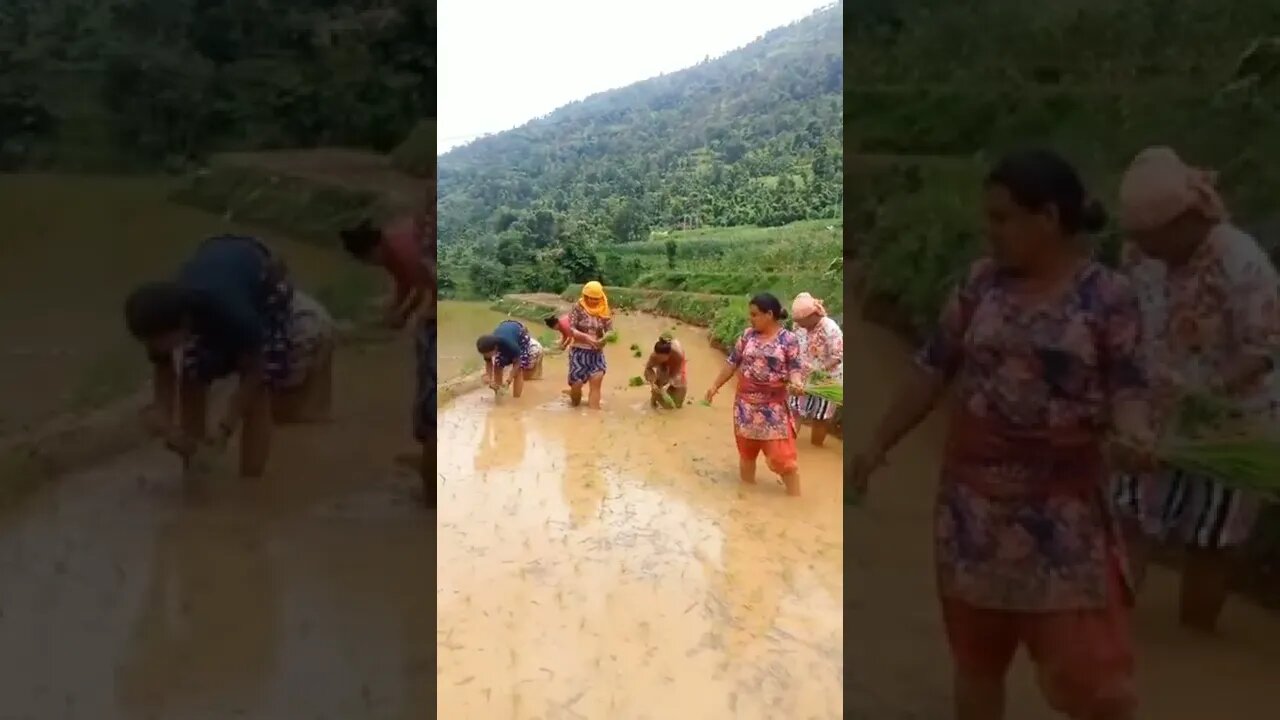 Nepal Lifestyle Paddy Plantation