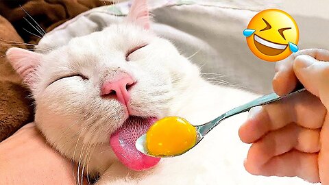 Funniest Animal Videos😂 - Funny Cats😹 and Crazy Dogs🐶 Videos 2023!