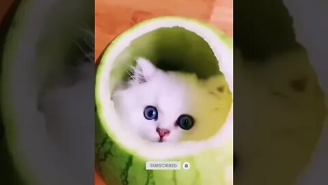 cute cat videos 😹 funny videos 😂 969 😻#shorts #shortsfunny #cutecat #catvideos #cats #catscare #cat