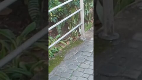 Gecko running at sidewalk.