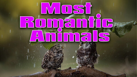 10 Most Romantic Animals in the World - top 10 most romantic animals in the world